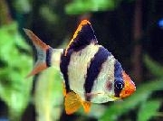 Sklep Zoologiczny KIRYSEK